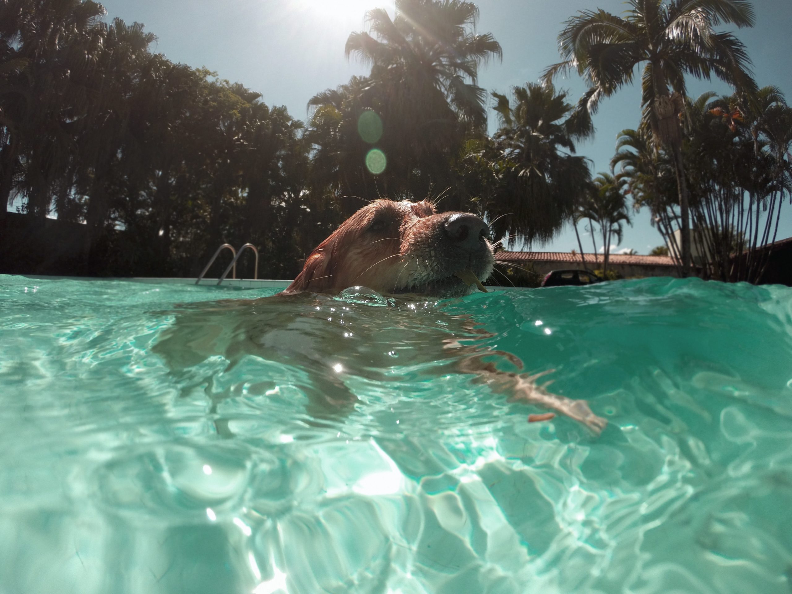 natación para perros